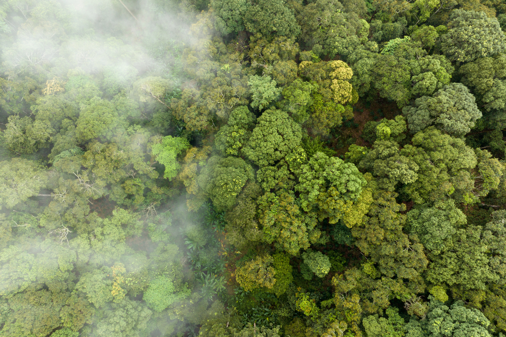 Sarrafo mais alto no mercado voluntário de carbono