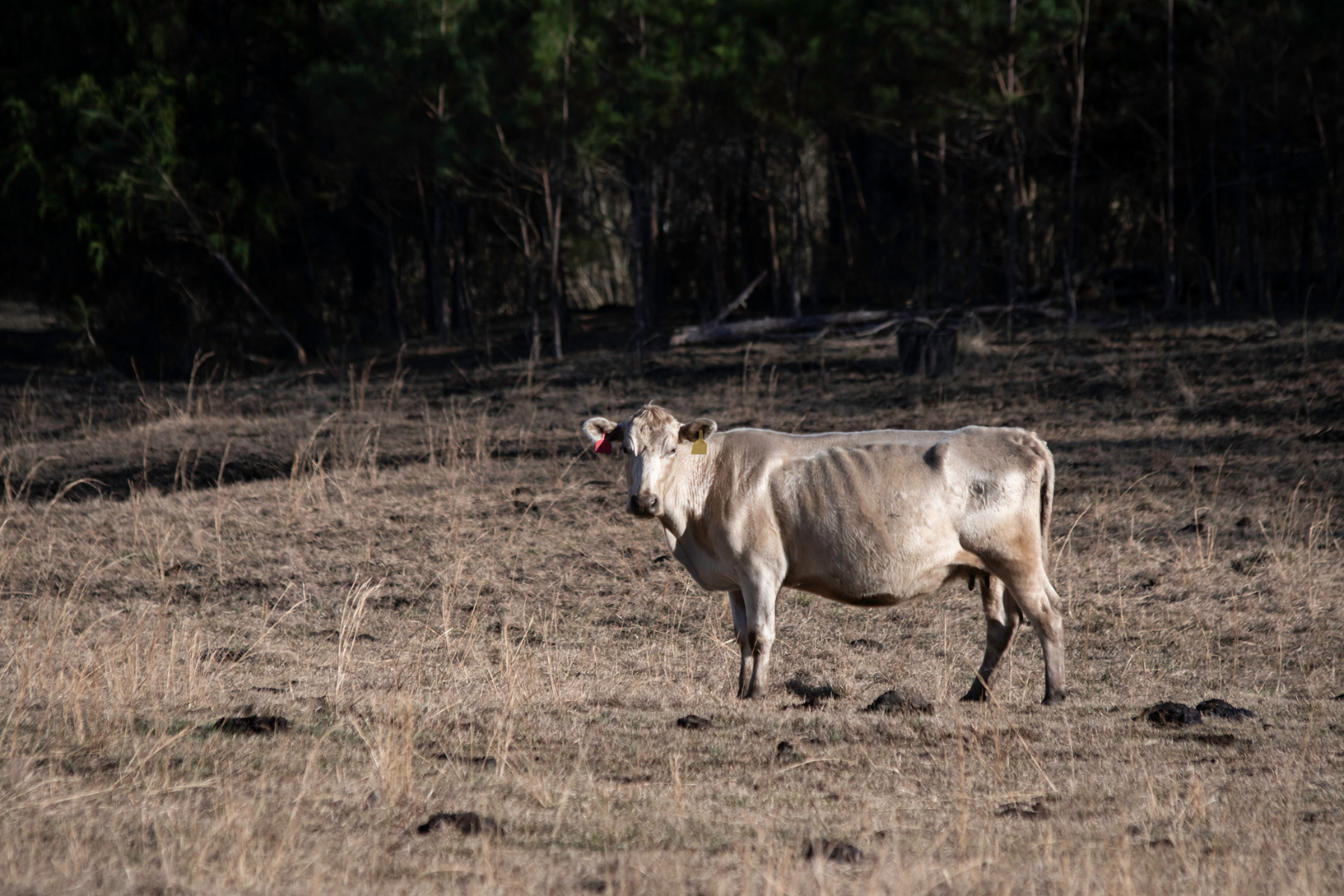 Autofagia agropecuária