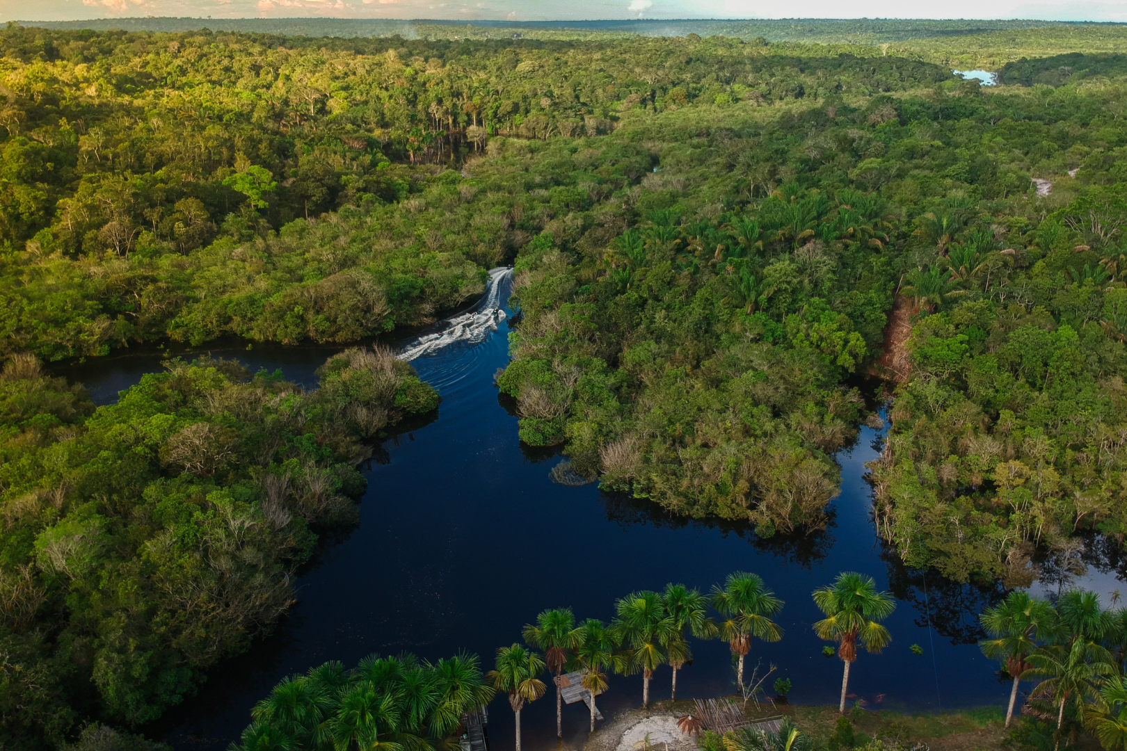 O enigma sobre o valor da floresta