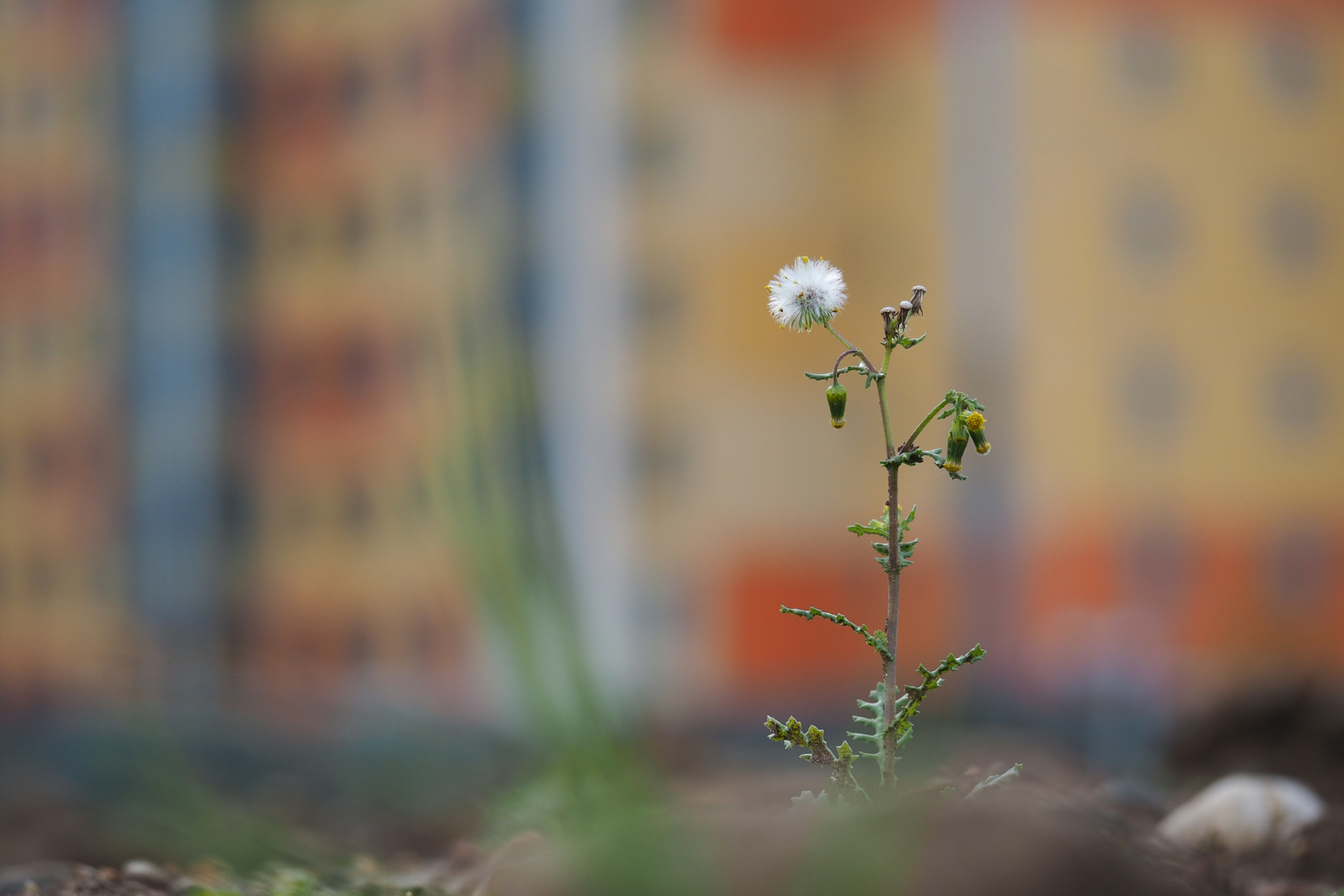 Nossa eterna Ilha das Flores