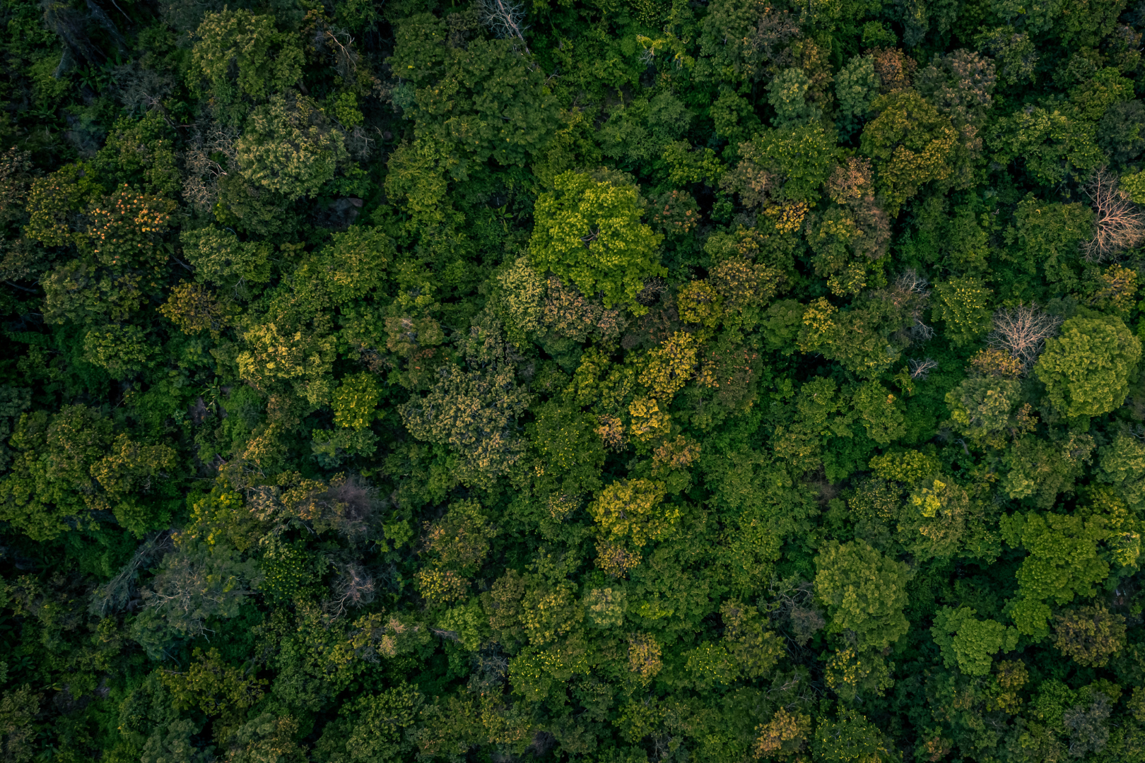 Biodiversidade e florestas ameaçadas por todos os lados