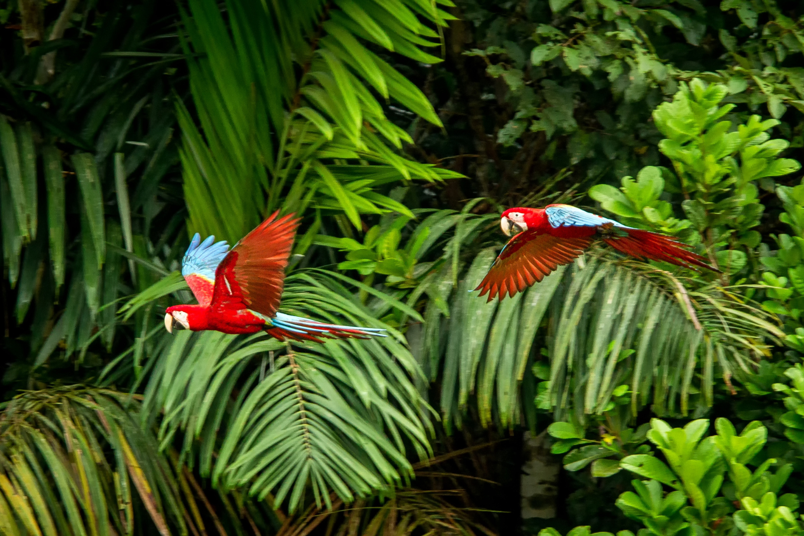 Biodiversidade de quem pra quem?